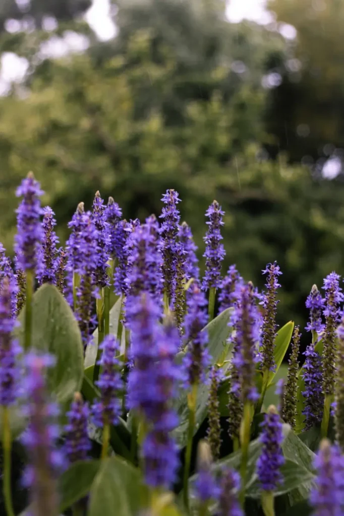 Blühpflanzen - Gartenpflanzen - Freigeist Gartengestaltung