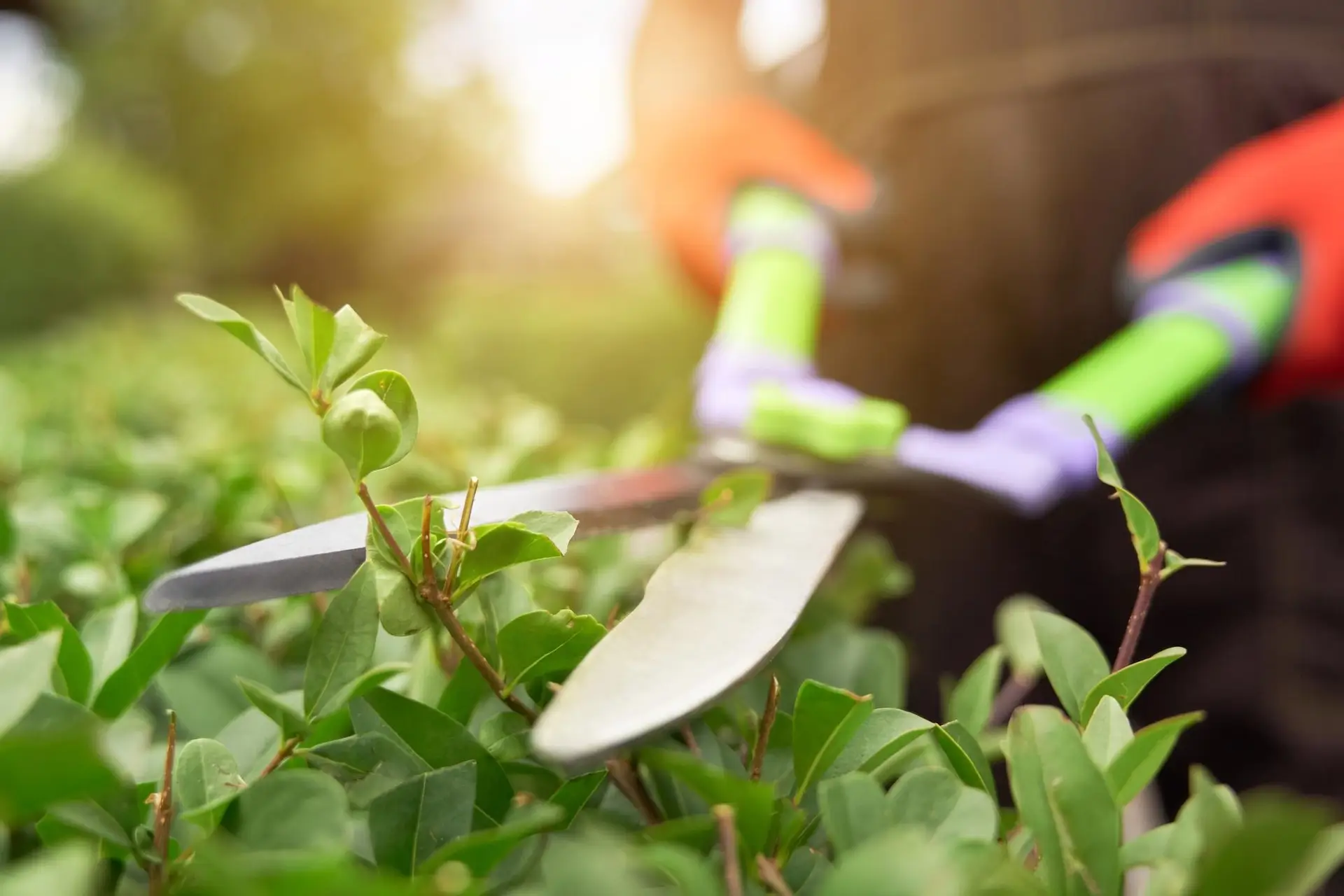 Gartenpflege Frühlingserwachen - Freigeist Gartengestaltung