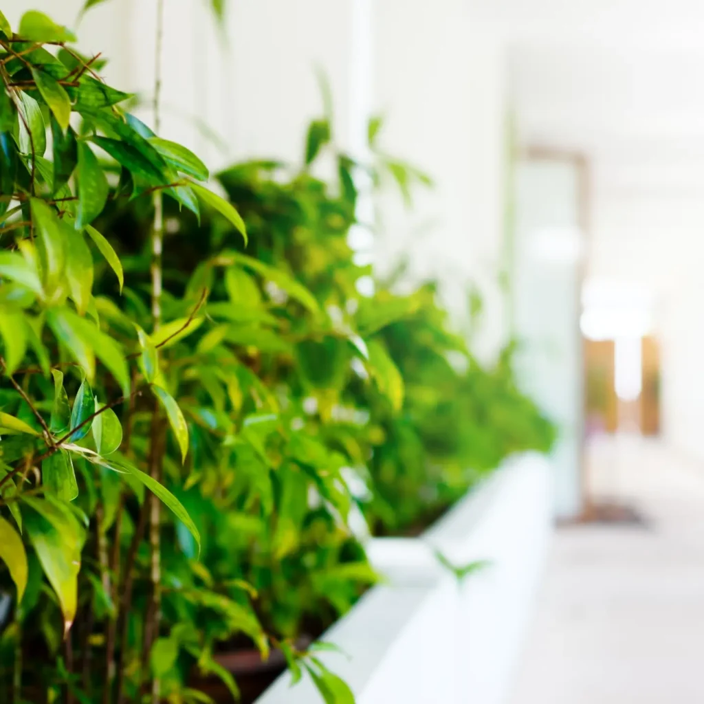 Indoor-Bepflanzung - Freigeist Gartengestaltung - Mehr Grün, mehr Wohlbefinden