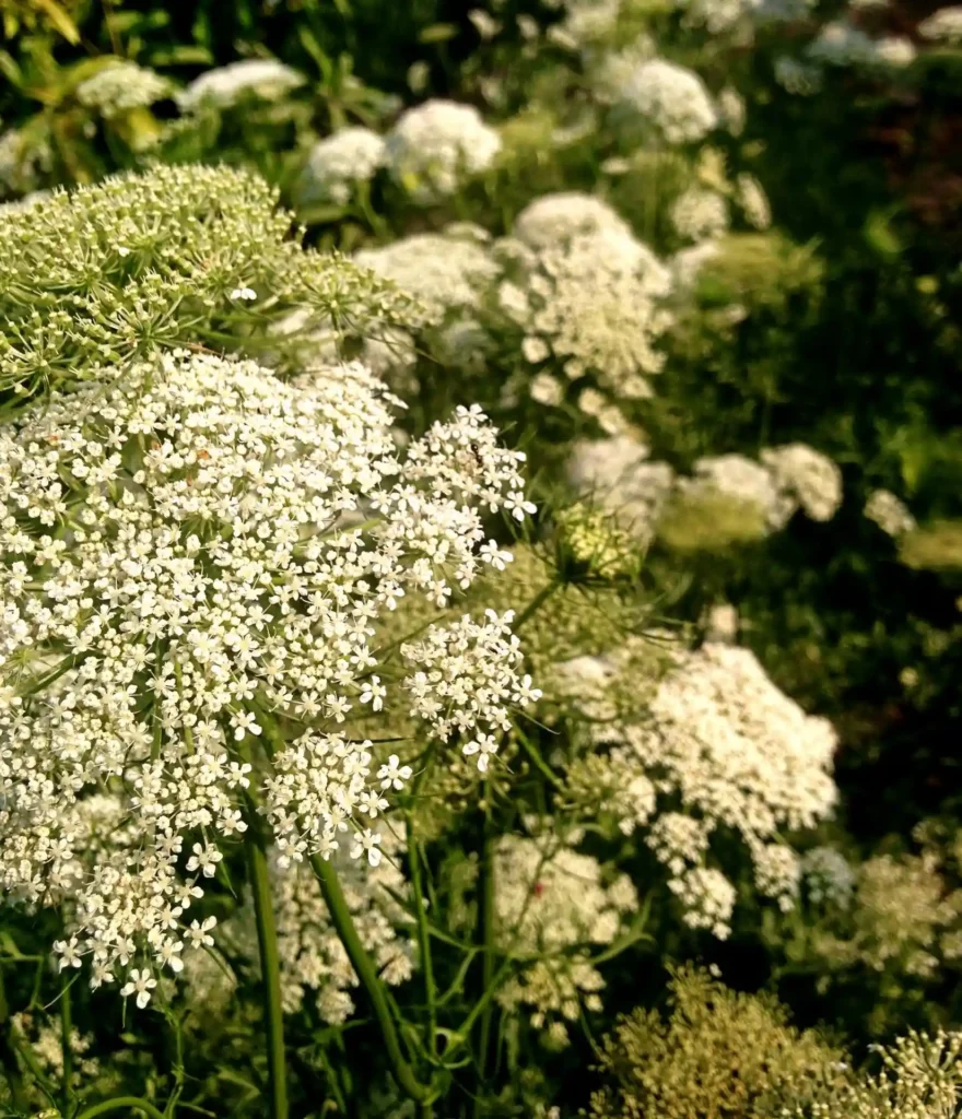 Schafgarbe - Gartenpflege Frühlingserwachen - Freigeist Gartengestaltung